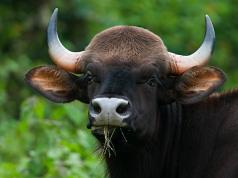 Самый большой бык в мире (11 фото) Самые крупные дикие быки в мире